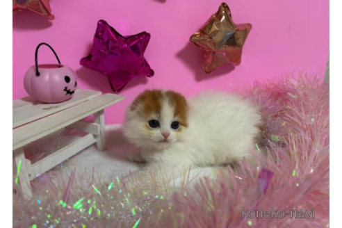 成約済の大阪府のスコティッシュフォールド-68371の5枚目